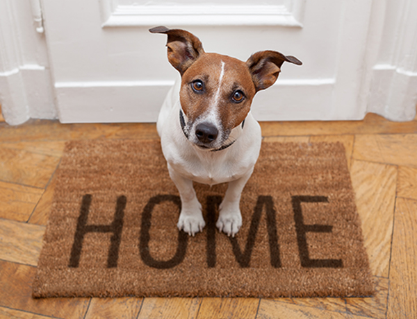 Ideal Flooring Options For Pet Owners